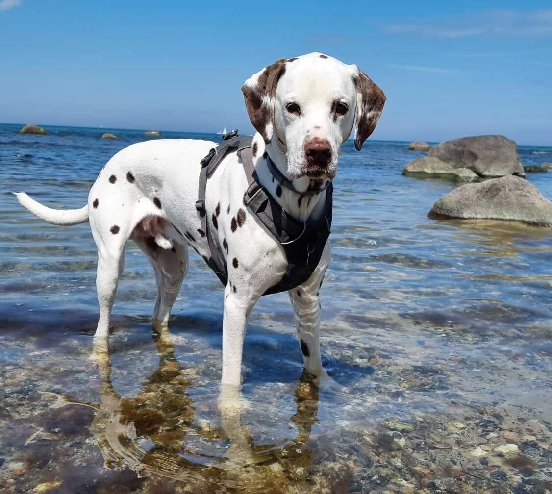 Aqua Dog